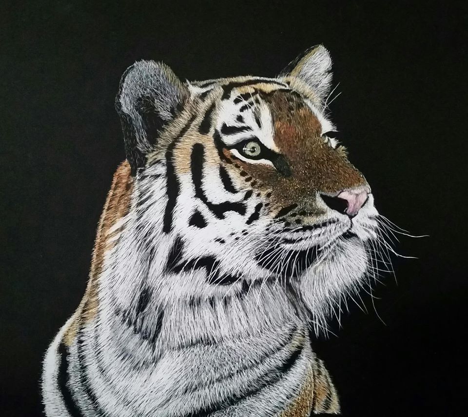 scratchboard with water colour pencil